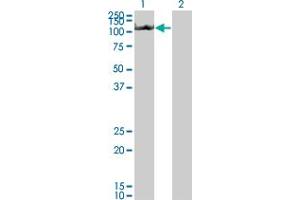Western Blot analysis of NLRP3 expression in transfected 293T cell line by NLRP3 monoclonal antibody (M01), clone 3B1. (NLRP3 Antikörper  (AA 1-100))