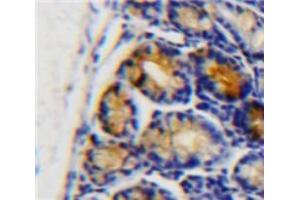 IHC-P analysis of Intestine tissue, with DAB staining. (APOC3 Antikörper  (AA 21-99))