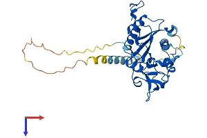 CD57 Protein (AA 1-334) (His tag)