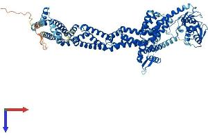 Cullin 1 Protein (CUL1) (AA 1-776) (His tag)