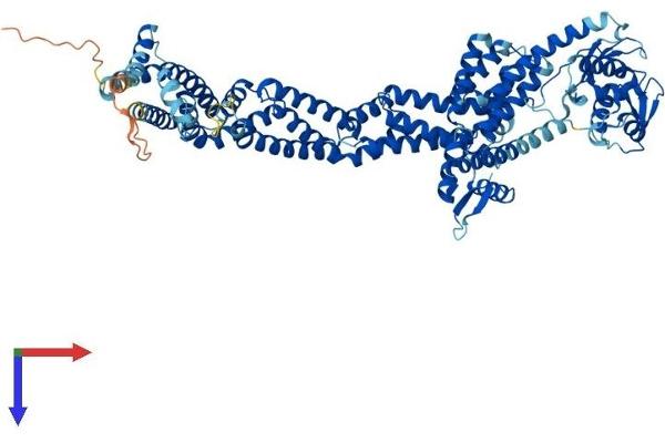 Cullin 1 Protein (CUL1) (AA 1-776) (His tag)