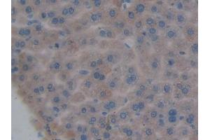 IHC-P analysis of Mouse Liver Tissue, with DAB staining. (DNASE1L2 Antikörper  (AA 28-232))