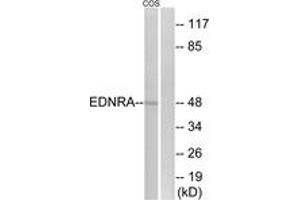 Western blot analysis of extracts from COS7 cells, using EDNRA Antibody. (Endothelin-1 Receptor Antikörper  (AA 378-427))