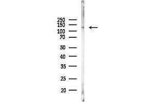 anti-AF4/FMR2 Family, Member 4 (AFF4) (C-Term) antibody