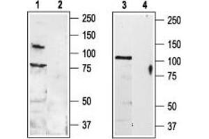 Western blot analysis of rat DRG (lanes 1 and 2) and brain (lanes 3 and 4) lysates: - 1,3.