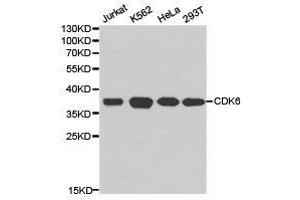 Western Blotting (WB) image for anti-Cyclin-Dependent Kinase 6 (CDK6) antibody (ABIN1871736) (CDK6 Antikörper)