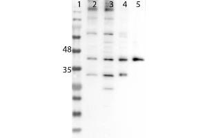 Western Blot of Rabbit Anti-Six3 Antibody. (SIX3 Antikörper  (Internal Region))