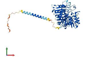Protein Structure (PS) image for Phospholipase D family member 3 (PLD3) (AA 1-488) protein (His tag) (ABIN7562314)