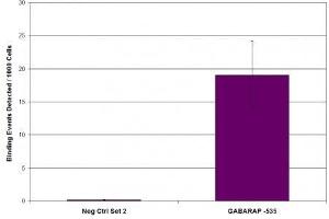 MITF antibody (mAb) tested by ChIP. (MITF Antikörper  (N-Term))