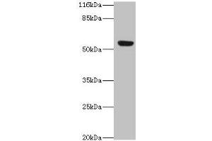 Western blot All lanes: LILRA2 antibody at 4 μg/mL + A549 whole cell lysate Secondary Goat polyclonal to rabbit IgG at 1/10000 dilution Predicted band size: 53, 52, 47, 49 kDa Observed band size: 53 kDa