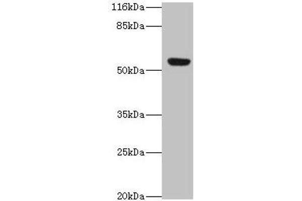 LILRA2 anticorps  (AA 9-275)
