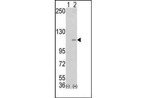 Image no. 1 for anti-Lysine (K)-Specific Demethylase 1A (KDM1A) (Middle Region) antibody (ABIN356729) (LSD1 Antikörper  (Middle Region))