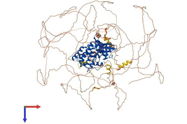 TTBK2 Protein (AA 1-1244) (His tag)