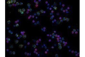 Immunofluorescence (IF) image for anti-CD3 (CD3) antibody (Alexa Fluor 594) (ABIN2656823) (CD3 Antikörper  (Alexa Fluor 594))
