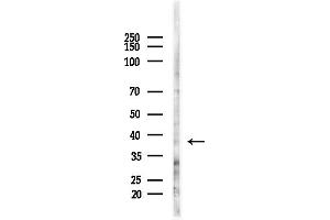anti-Aldo-Keto Reductase Family 7, Member A3 (Aflatoxin Aldehyde Reductase) (AKR7A3) (Internal Region) antibody
