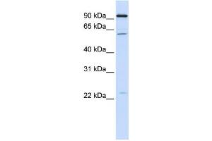 Western Blotting (WB) image for anti-Cell Division Cycle 45 Homolog (S. Cerevisiae) (CDC45) antibody (ABIN2459485) (CDC45 Antikörper)