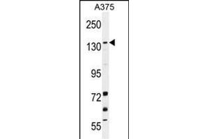 JMJD2B Antibody (N-term) (ABIN655890 and ABIN2845291) western blot analysis in  cell line lysates (35 μg/lane). (KDM4B Antikörper  (N-Term))