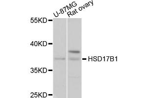 Western blot analysis of extracts of various cell lines, using HSD17B1 antibody (ABIN4903967) at 1:1000 dilution. (HSD17B1 Antikörper)