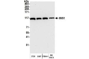 Western Blotting (WB) image for anti-IWS1 Homolog (IWS1) (AA 1-50) antibody (ABIN7449756) (IWS1 Antikörper  (AA 1-50))