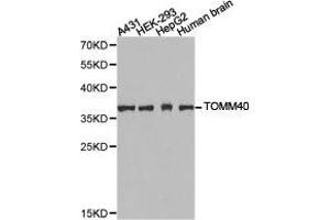 Western Blotting (WB) image for anti-Translocase of Outer Mitochondrial Membrane 40 Homolog (TOMM40) antibody (ABIN1875158) (TOMM40 Antikörper)
