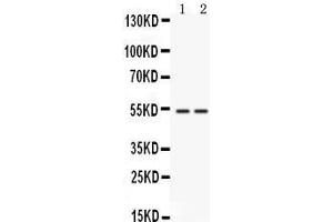 Western blot analysis of CD14 expression in rat brain extract (lane 1) and mouse liver extract (lane 2). (CD14 Antikörper  (AA 65-327))