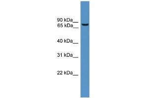 WB Suggested Anti-BBS2 Antibody Titration: 1. (BBS2 Antikörper  (N-Term))