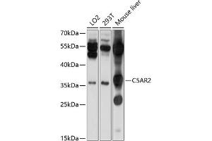 Western blot analysis of extracts of various cell lines, using C5 antibody (ABIN6127281, ABIN6137779, ABIN6137780 and ABIN6214892) at 1:1000 dilution. (GPR77 Antikörper  (AA 258-337))