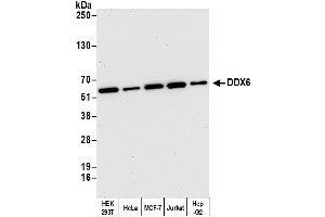 Western Blotting (WB) image for anti-DEAD (Asp-Glu-Ala-Asp) Box Polypeptide 6 (DDX6) (AA 425-483) antibody (ABIN7453597) (DDX6 Antikörper  (AA 425-483))