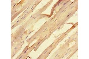 Immunohistochemistry of paraffin-embedded human skeletal muscle tissue using ABIN7168986 at dilution of 1:100 (STK25 Antikörper  (AA 1-426))