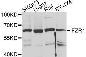 Western blot analysis of extracts of various cell lines, using FZR1 antibody. (FZR1 Antikörper)