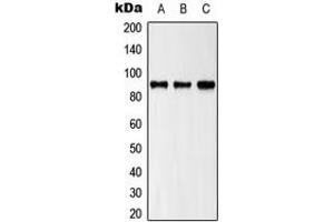 Western blot analysis of ZAK expression in HeLa (A), HepG2 (B), NIH3T3 (C) whole cell lysates.