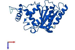 NQO2 Protein (NQO2) (AA 1-231) (His tag)
