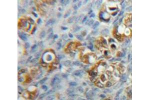 IHC-P analysis of Ovary tissue, with DAB staining. (F11R Antikörper  (AA 64-249))