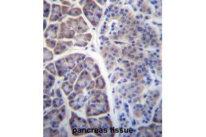 COPS7A Antibody (C-term) immunohistochemistry analysis in formalin fixed and paraffin embedded human pancreas tissue followed by peroxidase conjugation of the secondary antibody and DAB staining. (COPS7A Antikörper  (C-Term))