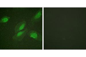 Peptide - +Immunofluorescence analysis of HeLa cells, using Akt (Ab-326) antibody. (AKT1 Antikörper)