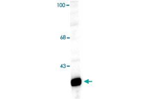 Western blot of a rat hippocampal lysate showing specific immunolabeling of the ~32k Ppp1r1b protein. (DARPP32 Antikörper  (N-Term))