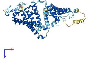 AlphaFold protein structure predicition of Mouse Recombinant Tmem135 Protein, UniprotID Q9CYV5