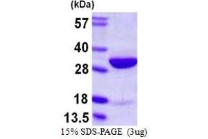 SDS-PAGE (SDS) image for High Mobility Group Box 2 (HMGB2) (AA 1-209) protein (His tag) (ABIN667939)