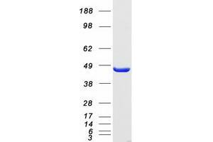 Validation with Western Blot (EIF4A1 Protein (Myc-DYKDDDDK Tag))