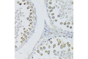 Immunohistochemistry of paraffin-embedded rat testis using PIWIL2 antibody (ABIN6003528) at dilution of 1/100 (40x lens).