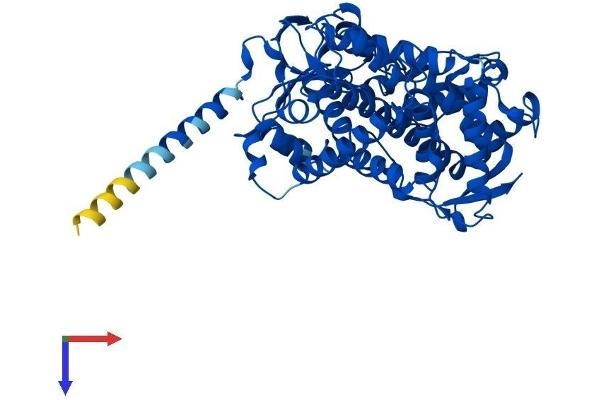 CYP2R1 Protein (AA 1-501) (His tag)