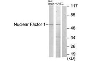 Western blot analysis of extracts from rat brain/HuvEc cells, using Nuclear Factor 1 Antibody. (Nuclear Factor 1 Antikörper  (AA 11-60))