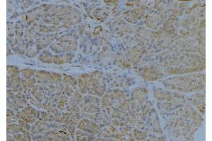 ABIN6272846 at 1/100 staining Human pancreas tissue by IHC-P.