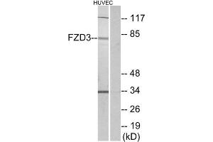 Western Blotting (WB) image for anti-Frizzled Family Receptor 3 (FZD3) (Internal Region) antibody (ABIN1852950) (FZD3 Antikörper  (Internal Region))