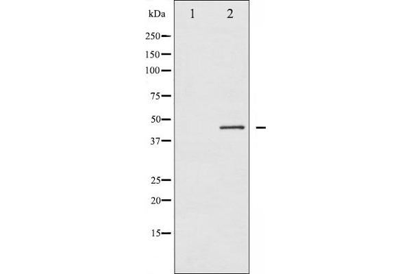 Connexin 43/GJA1 Antikörper  (pSer368)