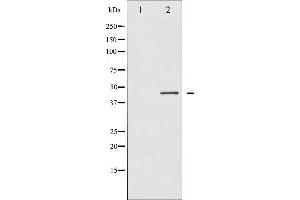 Western blot analysis of Connexin 43 phosphorylation expression in PMA treated K562 whole cell lysates,The lane on the left is treated with the antigen-specific peptide. (Connexin 43/GJA1 Antikörper  (pSer368))