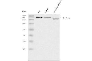 anti-Kinesin Family Member 1B (KIF1B) (AA 390-1314) antibody