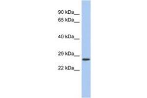 Image no. 1 for anti-VENT Homeobox (VENTX) (AA 71-120) antibody (ABIN6742617)