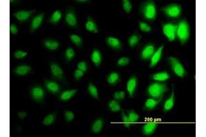 Image no. 4 for anti-Histone Cluster 1, H3d (HIST1H3D) (AA 1-61) antibody (ABIN1498666) (HIST1H3D Antikörper  (AA 1-61))