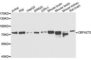 Western Blotting (WB) image for anti-Core-binding Factor, Runt Domain, alpha Subunit 2, Translocated To, 2 (CBFA2T2) antibody (ABIN2561611)